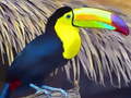 Játék Toucan Bird Jigsaw